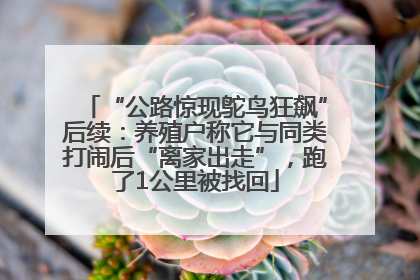 “公路惊现鸵鸟狂飙”后续：养殖户称它与同类打闹后“离家出走”，跑了1公里被找回