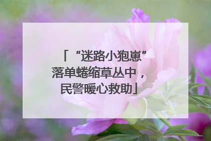 “迷路小狍崽”落单蜷缩草丛中，民警暖心救助