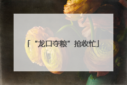 “龙口夺粮”抢收忙