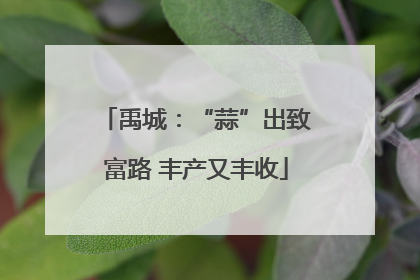 禹城：“蒜”出致富路 丰产又丰收