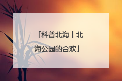 科普北海丨北海公园的合欢