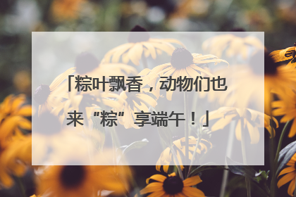 粽叶飘香，动物们也来“粽”享端午！