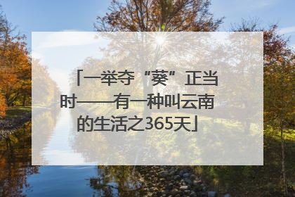 一举夺“葵”正当时——有一种叫云南的生活之365天