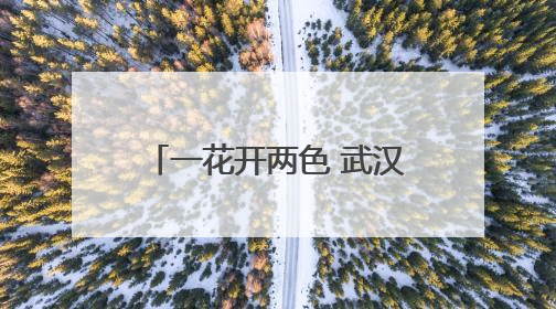 一花开两色 武汉双色睡莲绽放引客