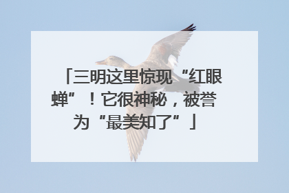 三明这里惊现“红眼蝉”！它很神秘，被誉为“最美知了”