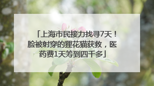 上海市民接力找寻7天！脸被射穿的狸花猫获救，医药费1天筹到四千多