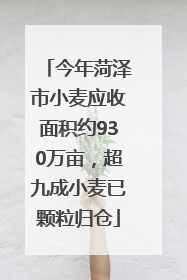 今年菏泽市小麦应收面积约930万亩，超九成小麦已颗粒归仓