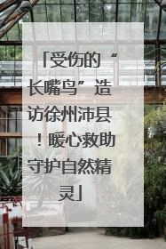 受伤的“长嘴鸟”造访徐州沛县！暖心救助守护自然精灵