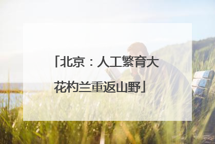 北京：人工繁育大花杓兰重返山野
