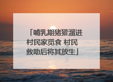哺乳期猪獾溜进村民家觅食 村民救助后将其放生