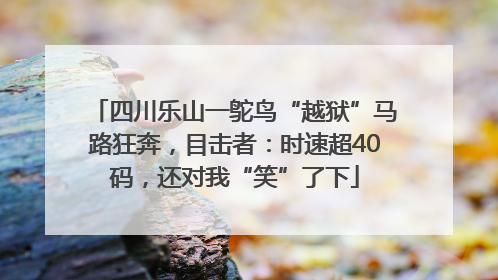四川乐山一鸵鸟“越狱”马路狂奔，目击者：时速超40码，还对我“笑”了下