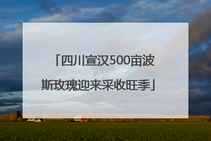 四川宣汉500亩波斯玫瑰迎来采收旺季