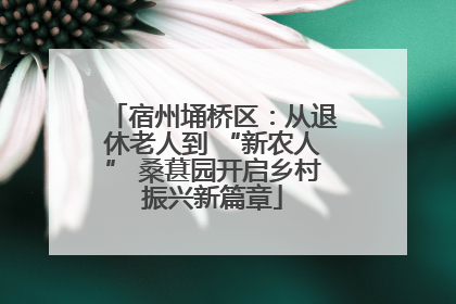 宿州埇桥区：从退休老人到 “新农人” 桑葚园开启乡村振兴新篇章