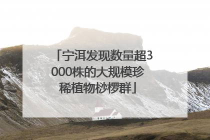 宁洱发现数量超3000株的大规模珍稀植物桫椤群