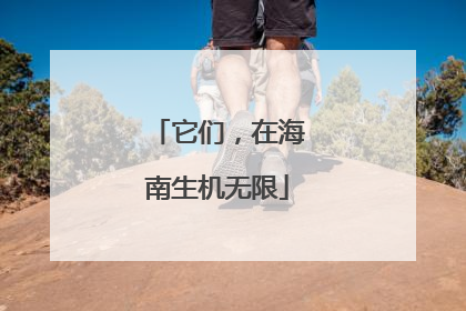 它们，在海南生机无限