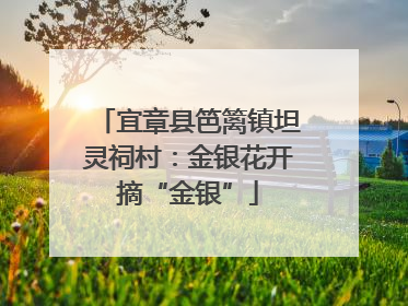 宜章县笆篱镇坦灵祠村：金银花开摘“金银”