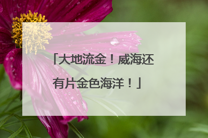 大地流金！威海还有片金色海洋！