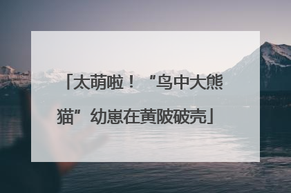 太萌啦！“鸟中大熊猫”幼崽在黄陂破壳