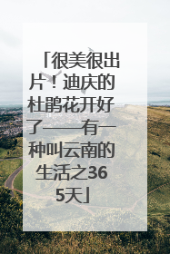 很美很出片！迪庆的杜鹃花开好了——有一种叫云南的生活之365天
