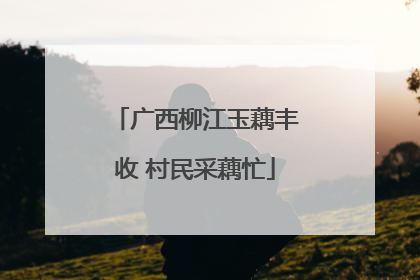 广西柳江玉藕丰收 村民采藕忙