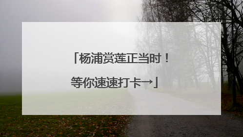 杨浦赏莲正当时！等你速速打卡→