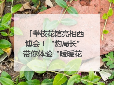 攀枝花馆亮相西博会！“豹局长”带你体验“暖暖花城”独特魅力｜西博视界