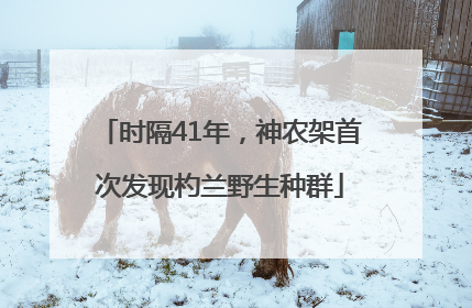 时隔41年，神农架首次发现杓兰野生种群
