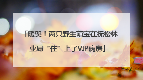暖哭！两只野生萌宝在抚松林业局“住”上了VIP病房