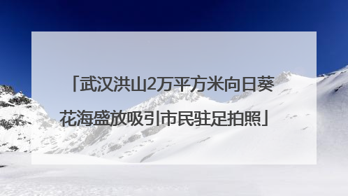 武汉洪山2万平方米向日葵花海盛放吸引市民驻足拍照