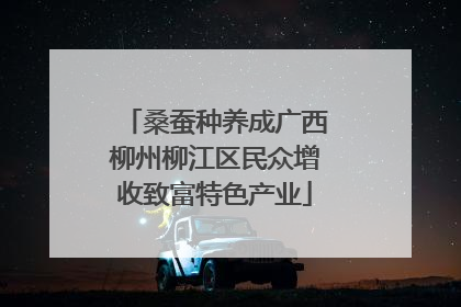 桑蚕种养成广西柳州柳江区民众增收致富特色产业