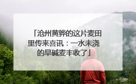 沧州黄骅的这片麦田里传来喜讯：一水未浇的旱碱麦丰收了