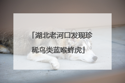 湖北老河口发现珍稀鸟类蓝喉蜂虎