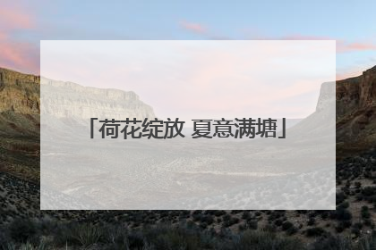 荷花绽放 夏意满塘