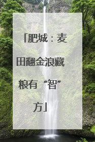 肥城：麦田翻金浪藏粮有“智”方