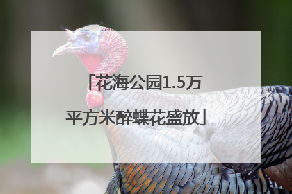 花海公园1.5万平方米醉蝶花盛放