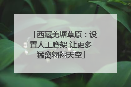 西藏羌塘草原：设置人工鹰架 让更多猛禽翱翔天空