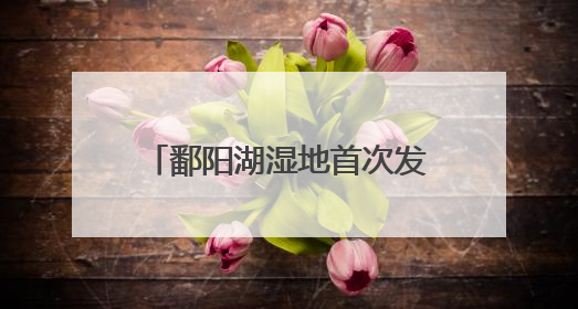 鄱阳湖湿地首次发现彩鹮筑巢繁殖