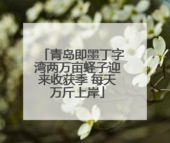 青岛即墨丁字湾两万亩蛏子迎来收获季 每天万斤上岸