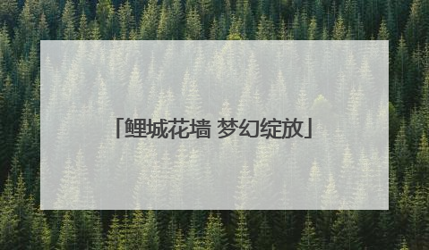 鲤城花墙 梦幻绽放