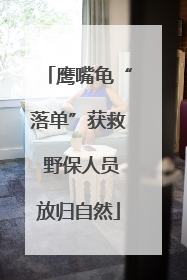 鹰嘴龟“落单”获救 野保人员放归自然