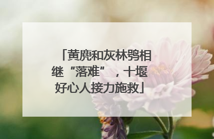 黄麂和灰林鸮相继“落难”，十堰好心人接力施救