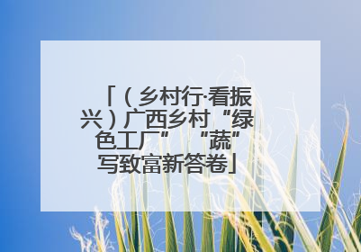 （乡村行·看振兴）广西乡村“绿色工厂” “蔬”写致富新答卷