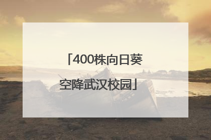 400株向日葵空降武汉校园